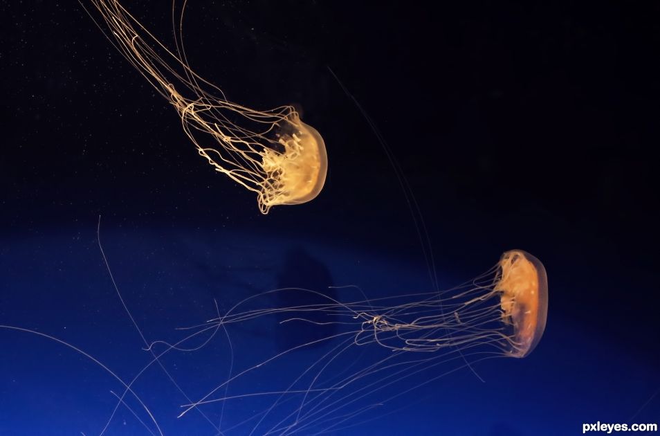 JellyFish