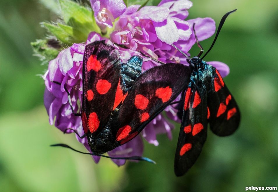 Six-spot Burnet