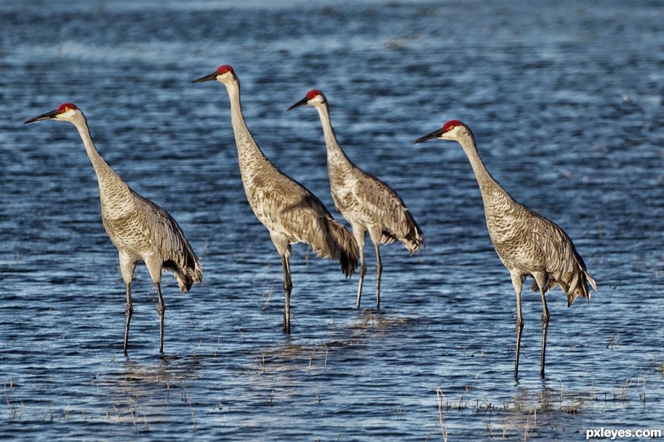 Sandhill Cranes