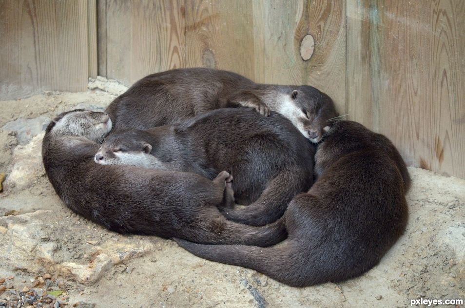 Four otters