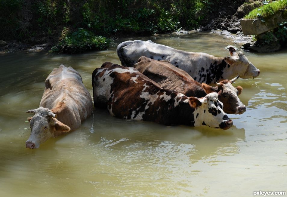 Thirsty cows