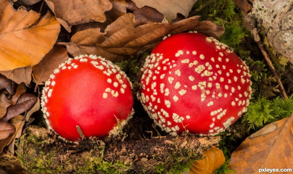 Fly agarics