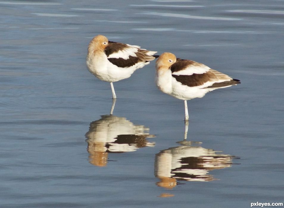 Avocets