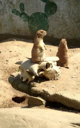 2 Meerkats