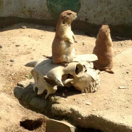 2Meerkats