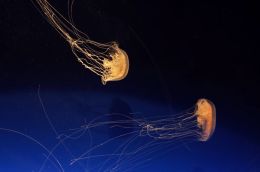 JellyFish