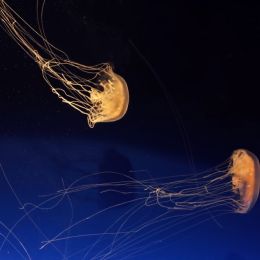 JellyFish