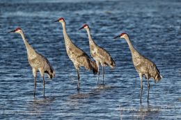 Sandhill Cranes