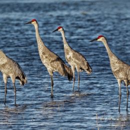 SandhillCranes