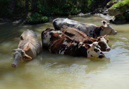 Thirsty cows