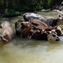 Thirstycows