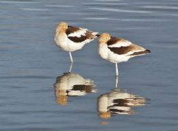 Avocets