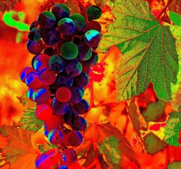 Grapedelic