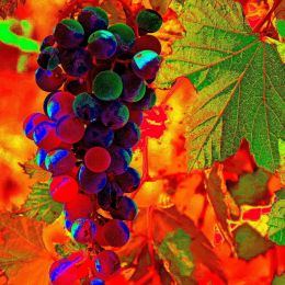 Grapedelic