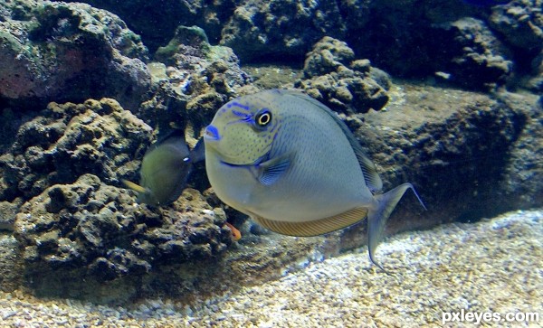  aquarium fish 