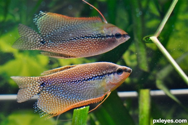 Pearl Gourami