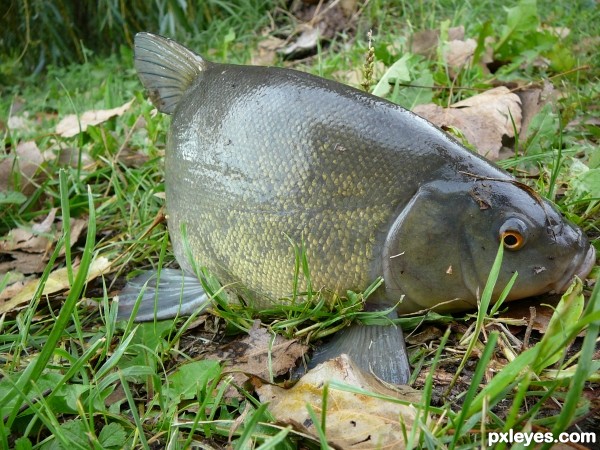 Tench