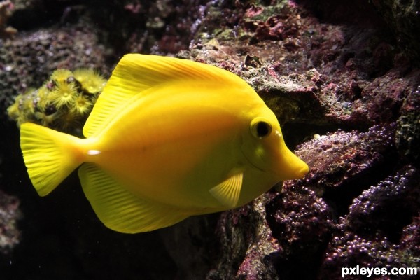 Yellow fish