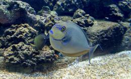 aquariumfish