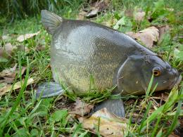 Tench