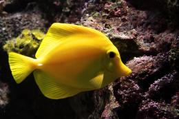 Yellow fish