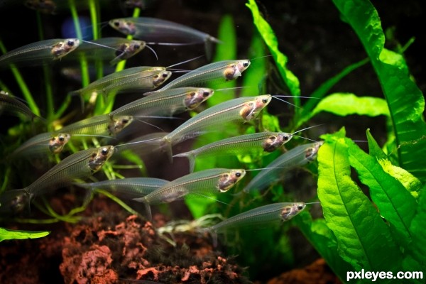 Transparent Fishes