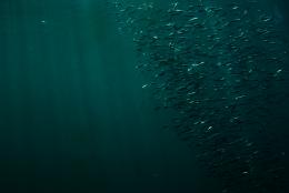 Mmmm sardines...