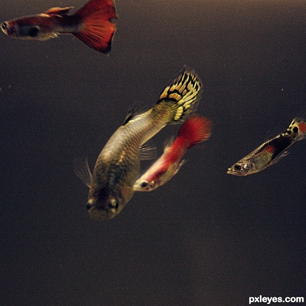 Guppies :)