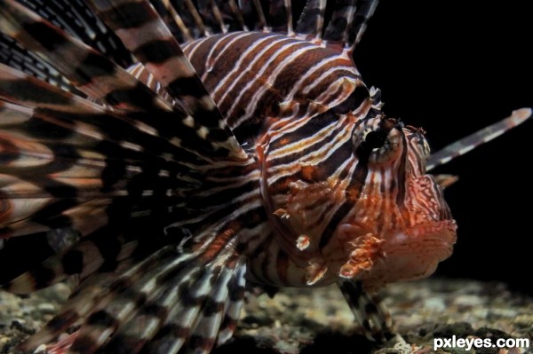 Lionfish