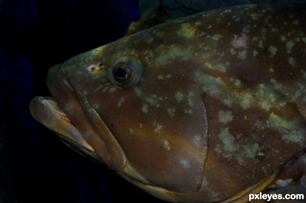 epinephelus