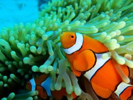 Clown fish Picture