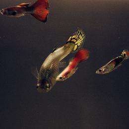 Guppies :) Picture