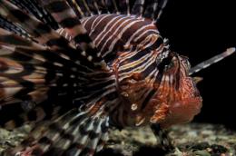 Lionfish