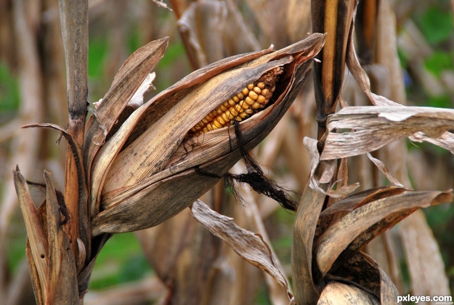 Creation of Wish it into the cornfield.: Step 1