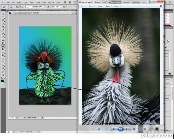 Creation of Dr.Bird: Step 1