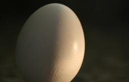 egg