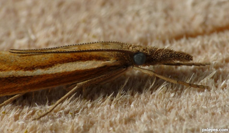Hypeninae (snout moth)