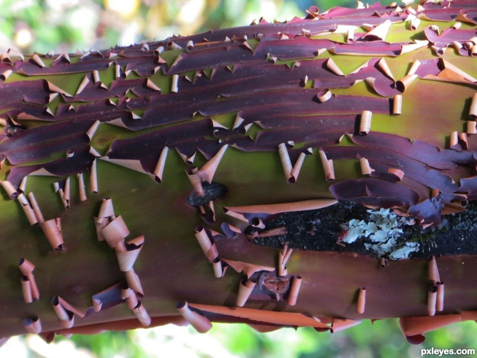 Peeling bark