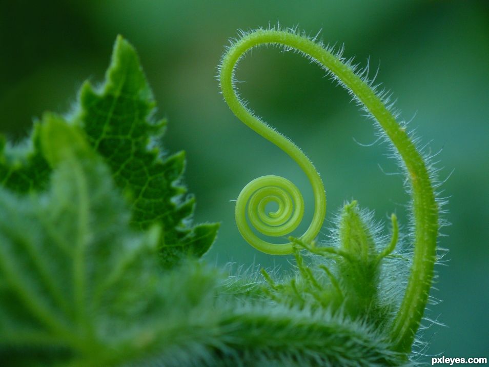 Creation of Green vertigo: Step 1