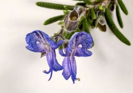 Rosemary flower