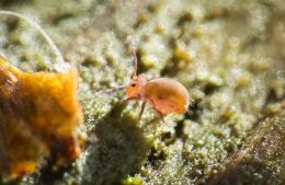 Dicyrtomina ornata