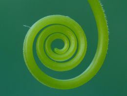 Green vertigo