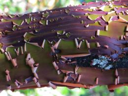 Peeling bark