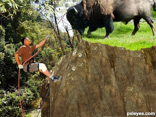 Alpinism with ... bison