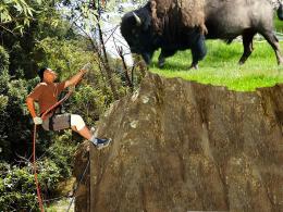 Alpinism with ... bison