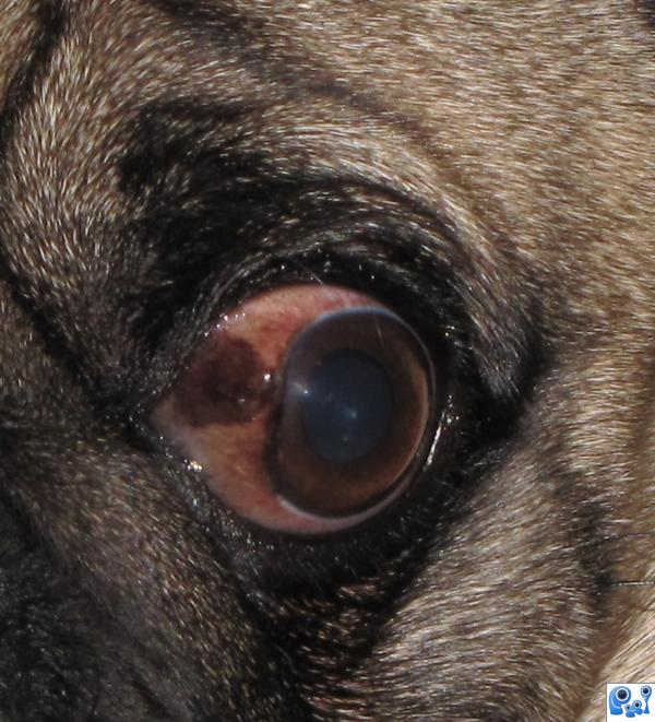 pug eye scratch coby pug picture by dmspaulding07 for eye photography contest pxleyes pug eye scratch coby pug picture by dmspaulding07 for eye photography contest pxleyes