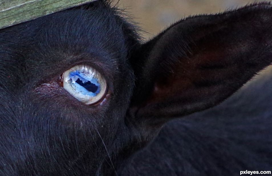 Goat Eye