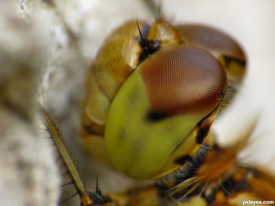 Dragonfly eye