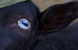 Goat Eye