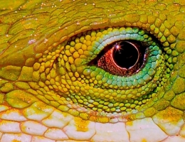 Lizard eye